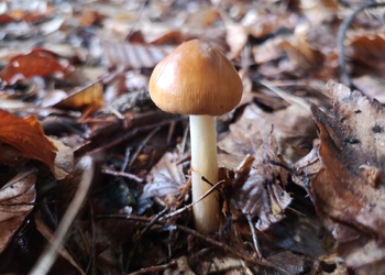 Rotbrauner Streifling (Amanita fulva) - © Bernard Wieser